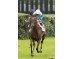 Carrera: P.Bar Génesis Caballo: Tammani Monta: R.Sousa